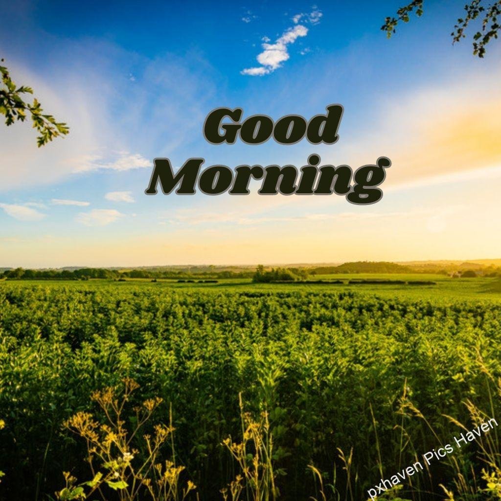 Beautiful Good Morning Images and quotes.HD image free download. Good morning in between plants and clear sky with sunrise.