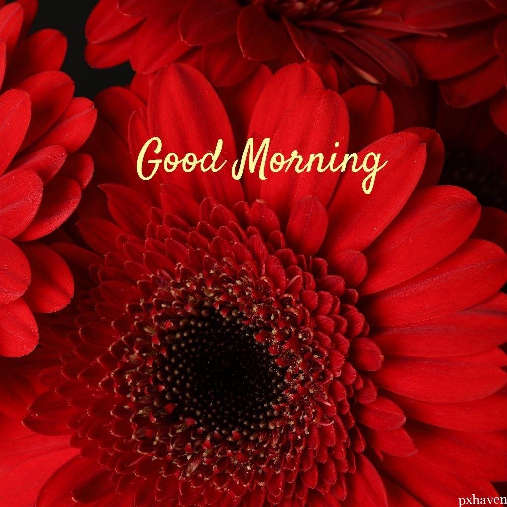 red flowers wishing good morning love nature