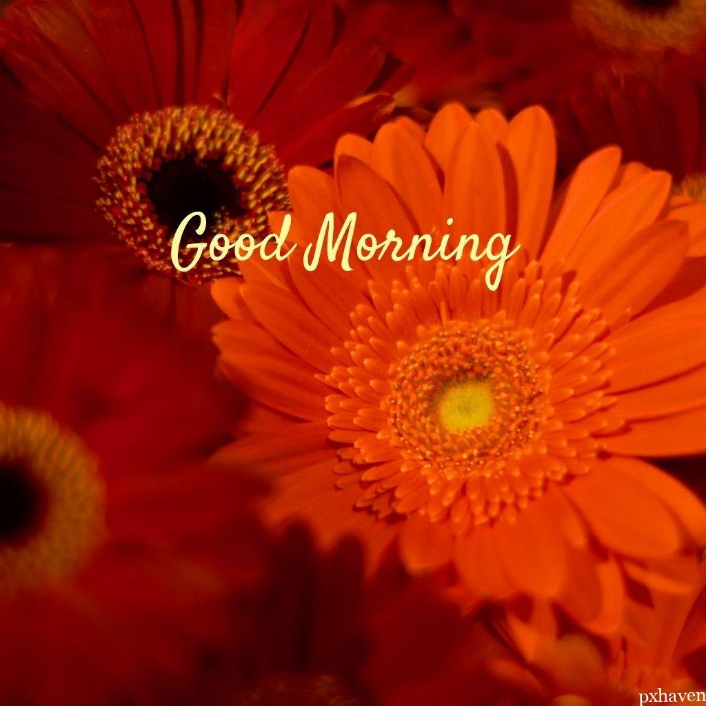 Orange sunflowers wishing good morning love nature