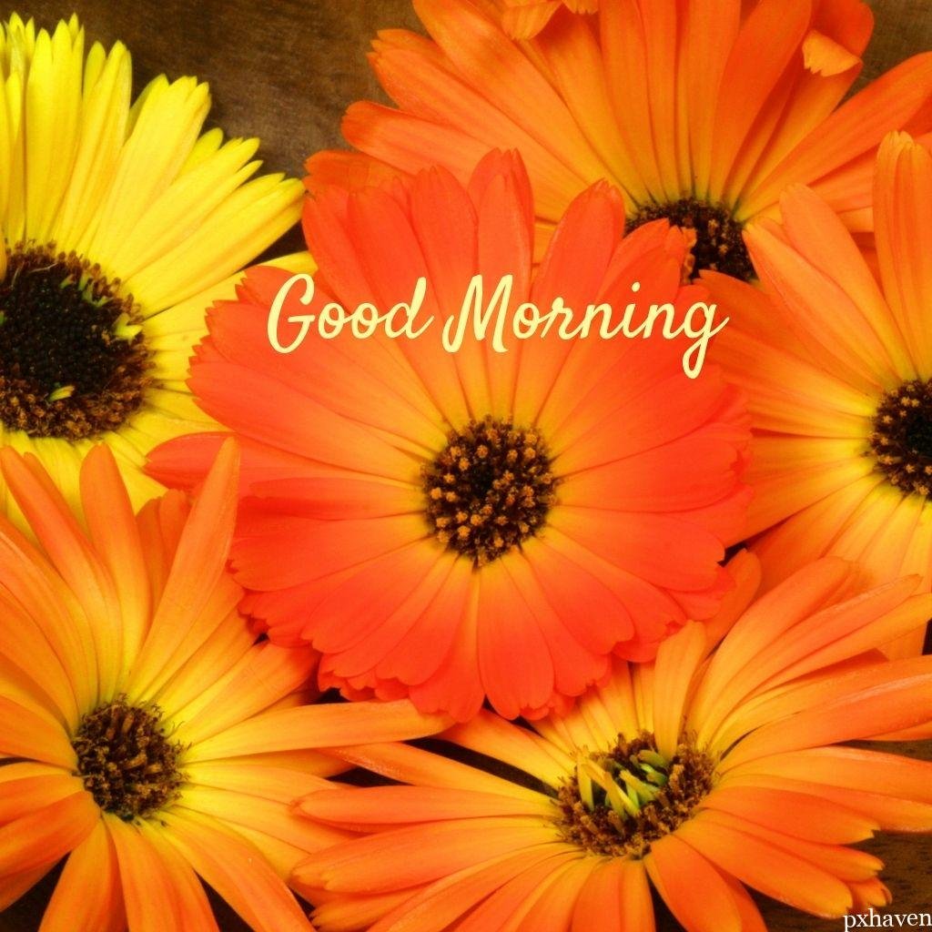 Orange sunflowers wishing good morning love nature