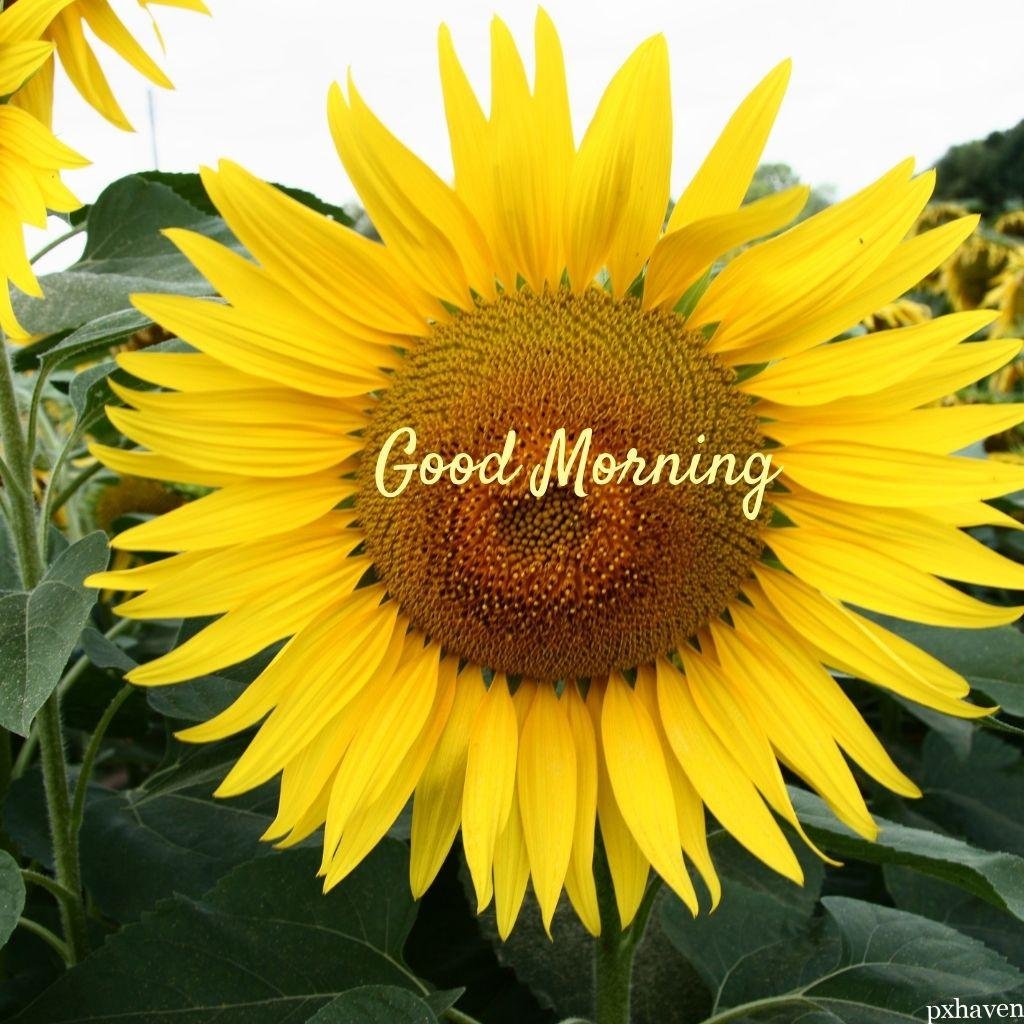Orange yellow sunflowers wishing good morning love nature