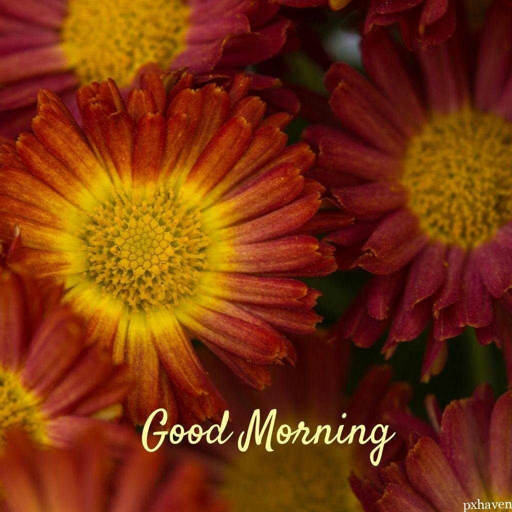 red pink flowers wishing good morning love nature
