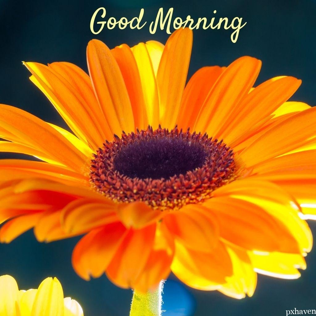 Orange daisy wishing good morning love nature