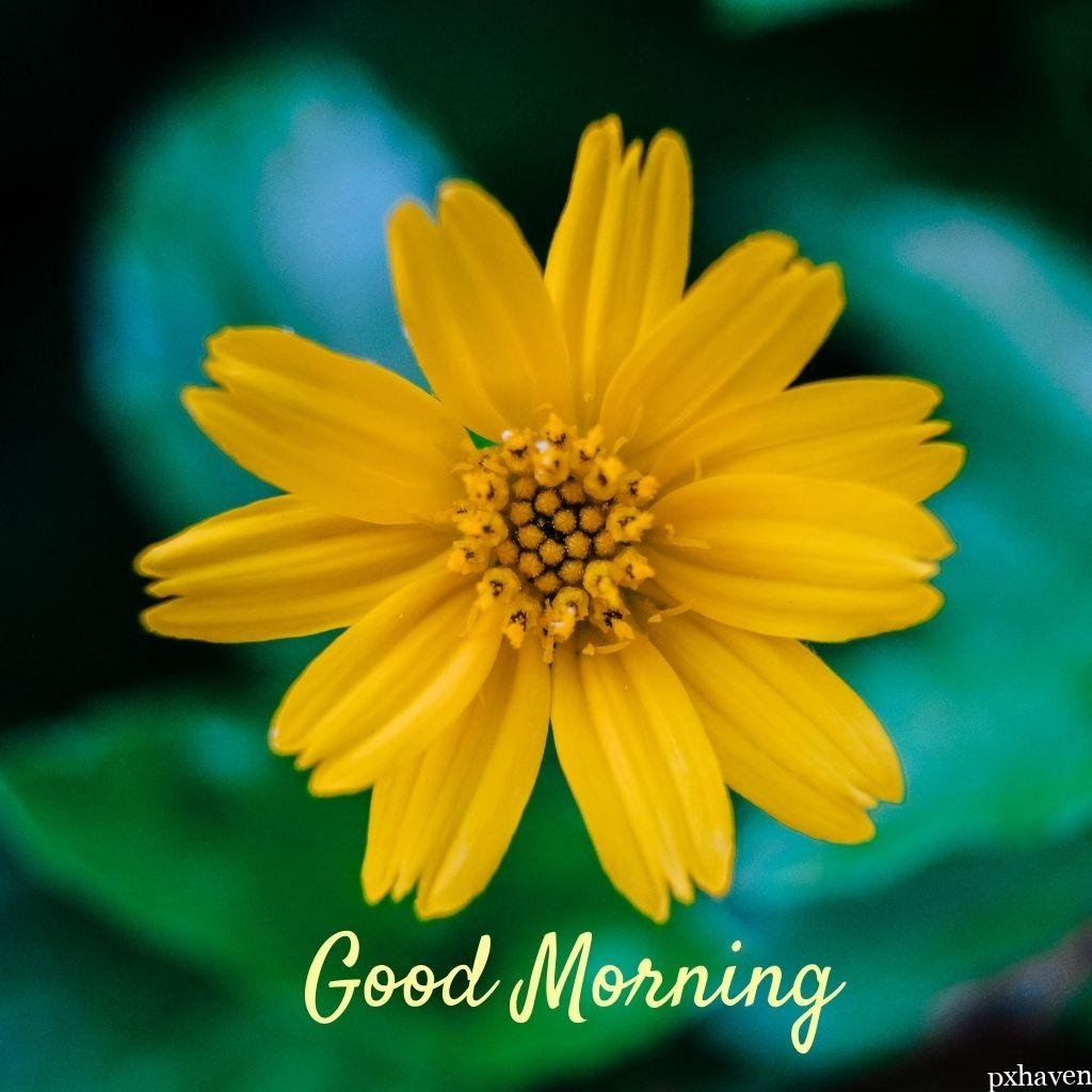 Small yellow flower wishing good morning