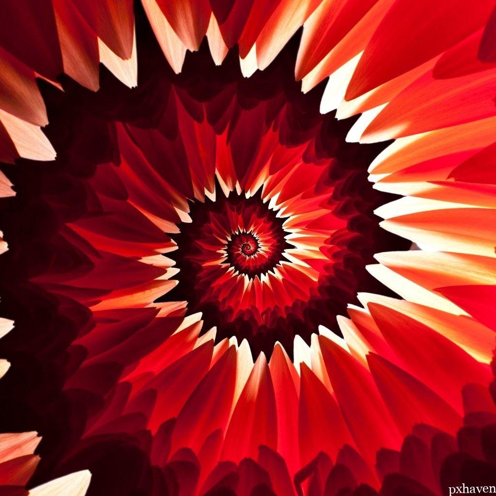 Red flower wishing good morning