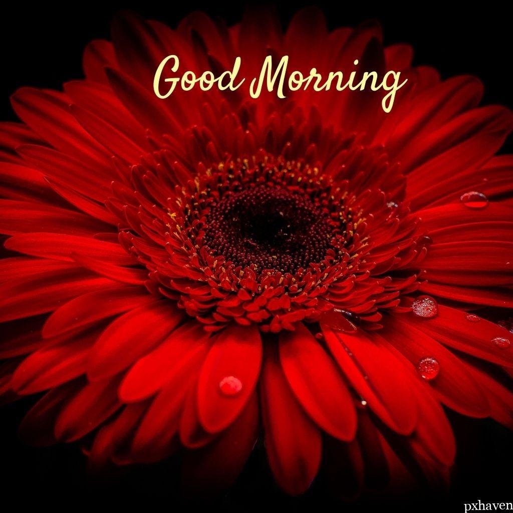 lovely red flower wishing good morning happy morning love nature