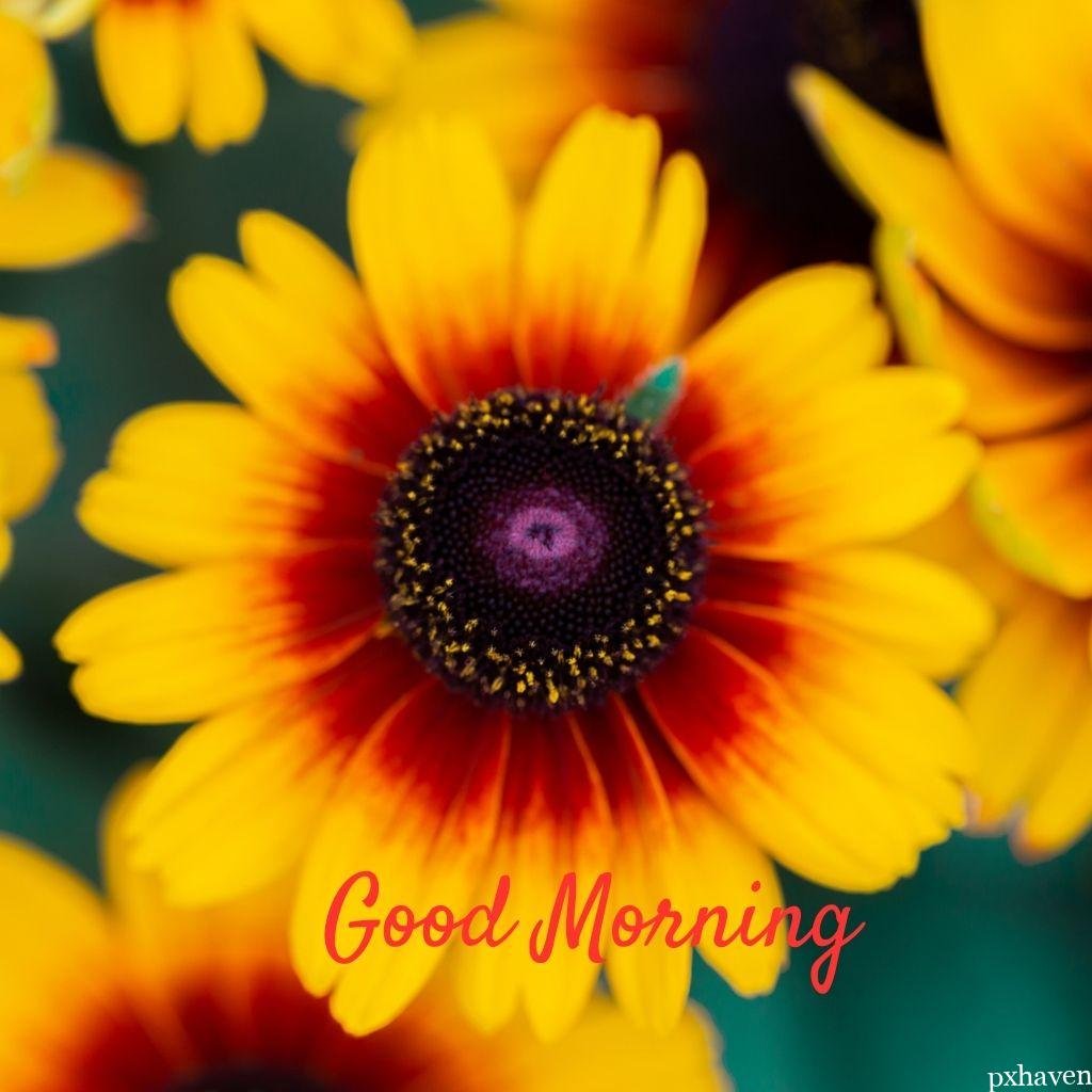 Yellow daisy wishing good morning yellow and red love nature