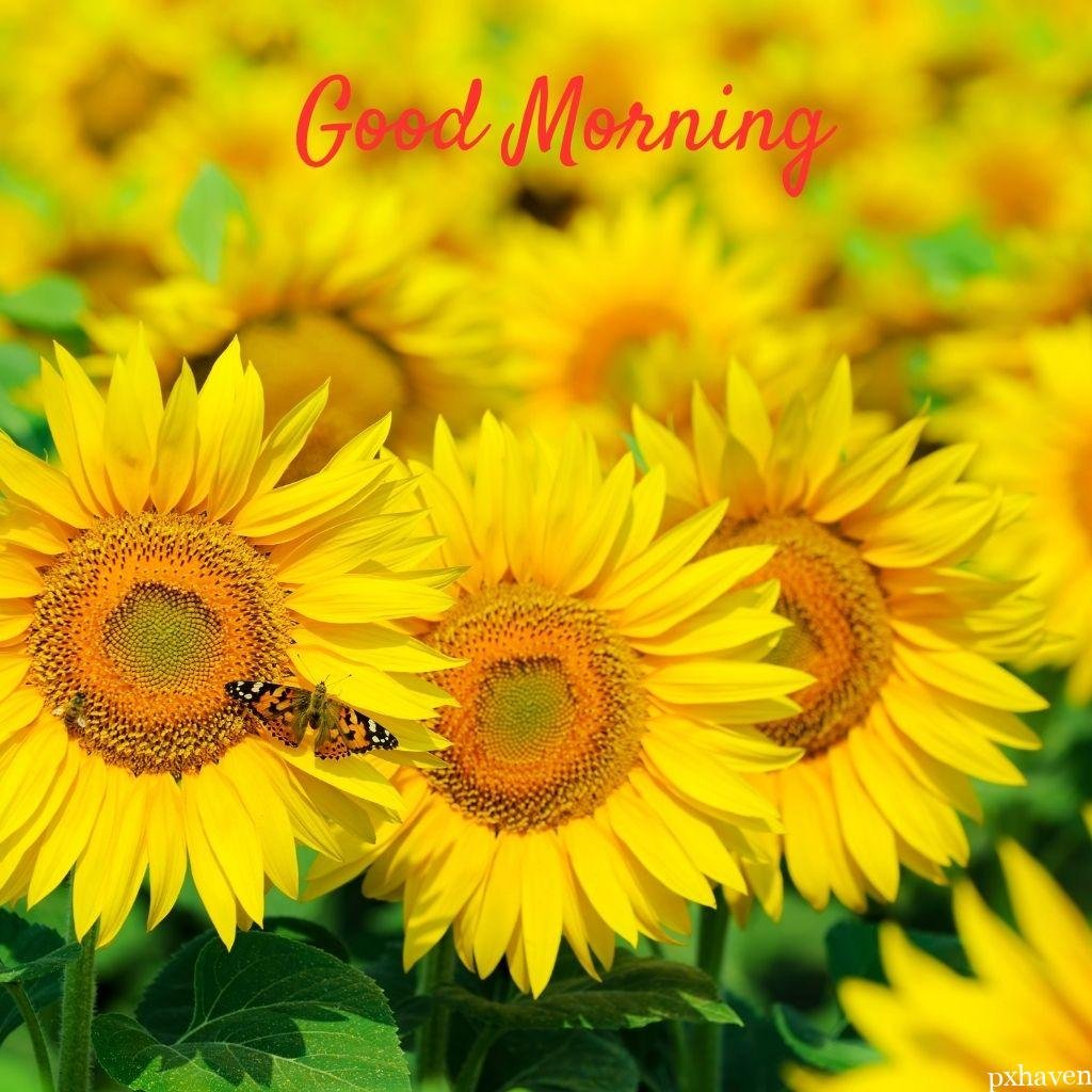 Three yellow sunflowers wish good morning with butterfly