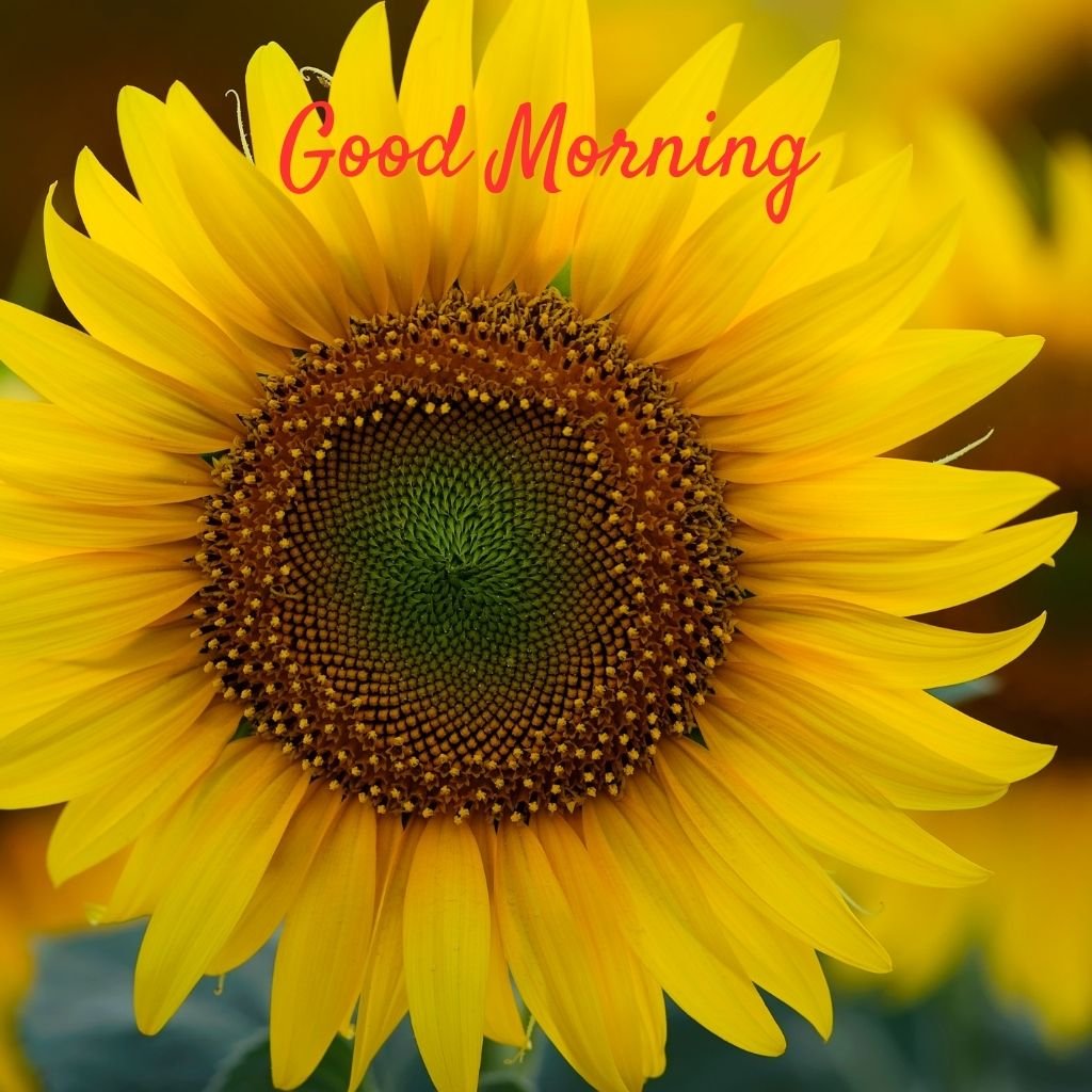 Yellow sunflower flower wish good morning love nature