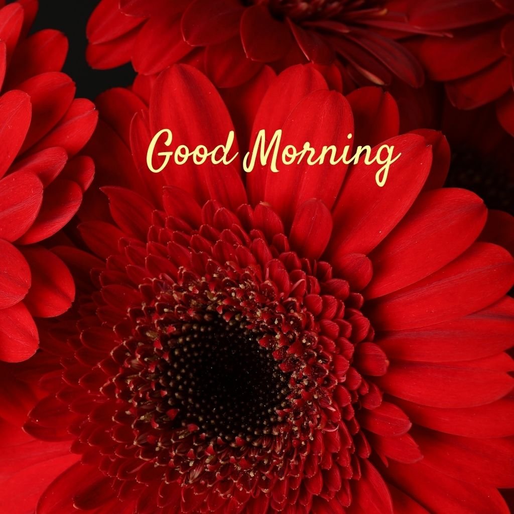 Red flowers good morning wishes quotes love nature daisy