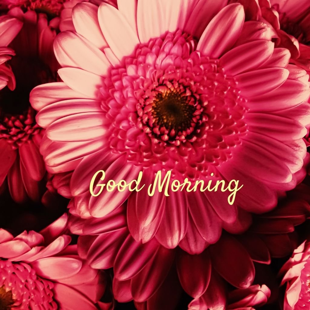 Red flower good morning daisy
