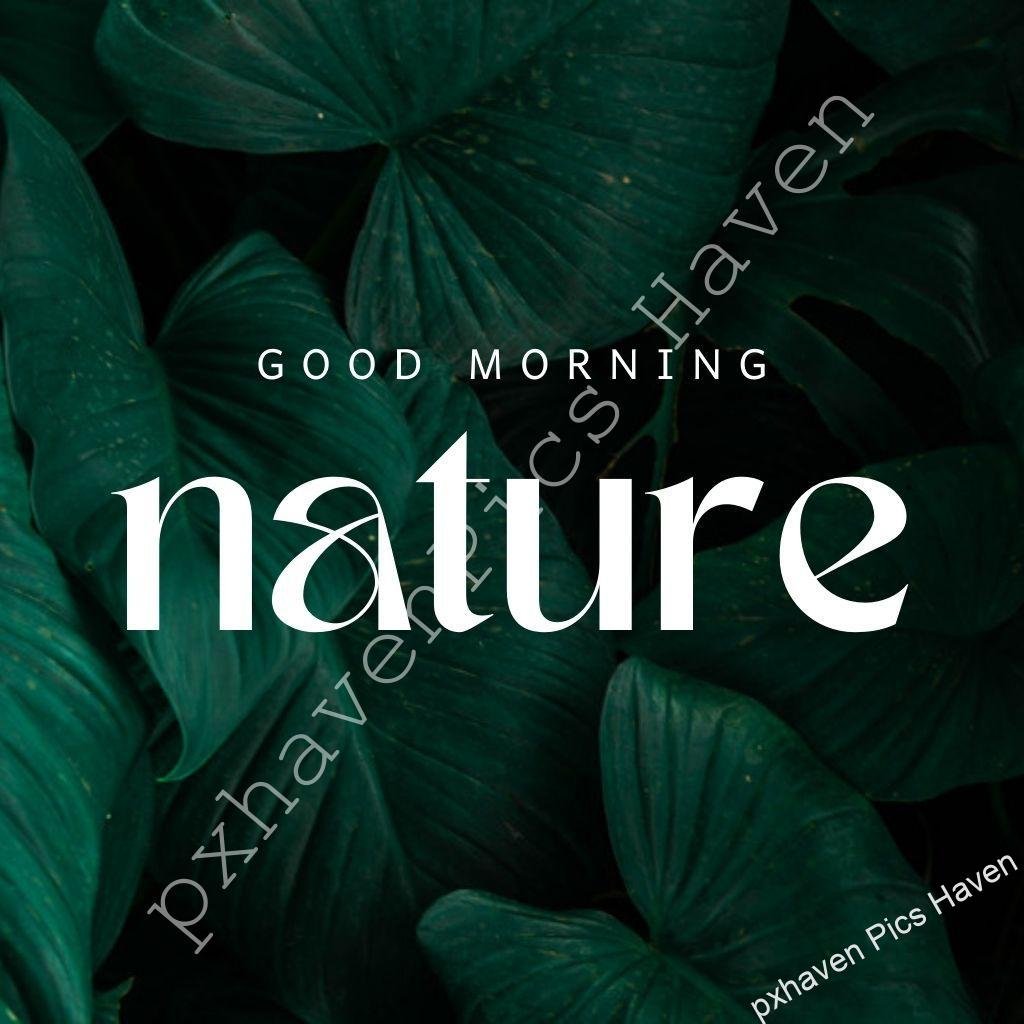 Beautiful Good Morning Images and quotes.HD image free download. Dark green leaves leaf good morning nature