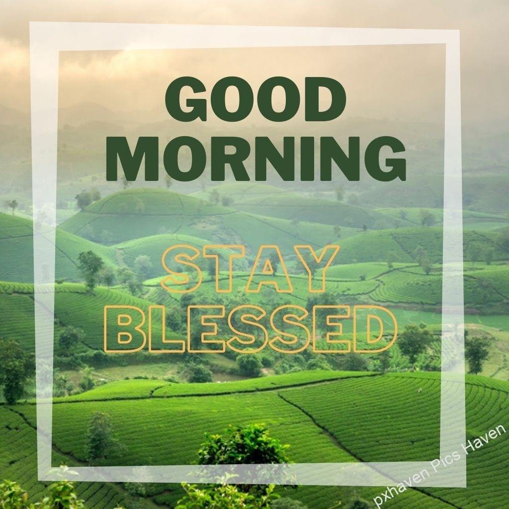 Beautiful Good Morning Images and quotes.HD image free download. Good morning sunrise on the mountains with for and trees greenery sun rays serene morning lovely feeling