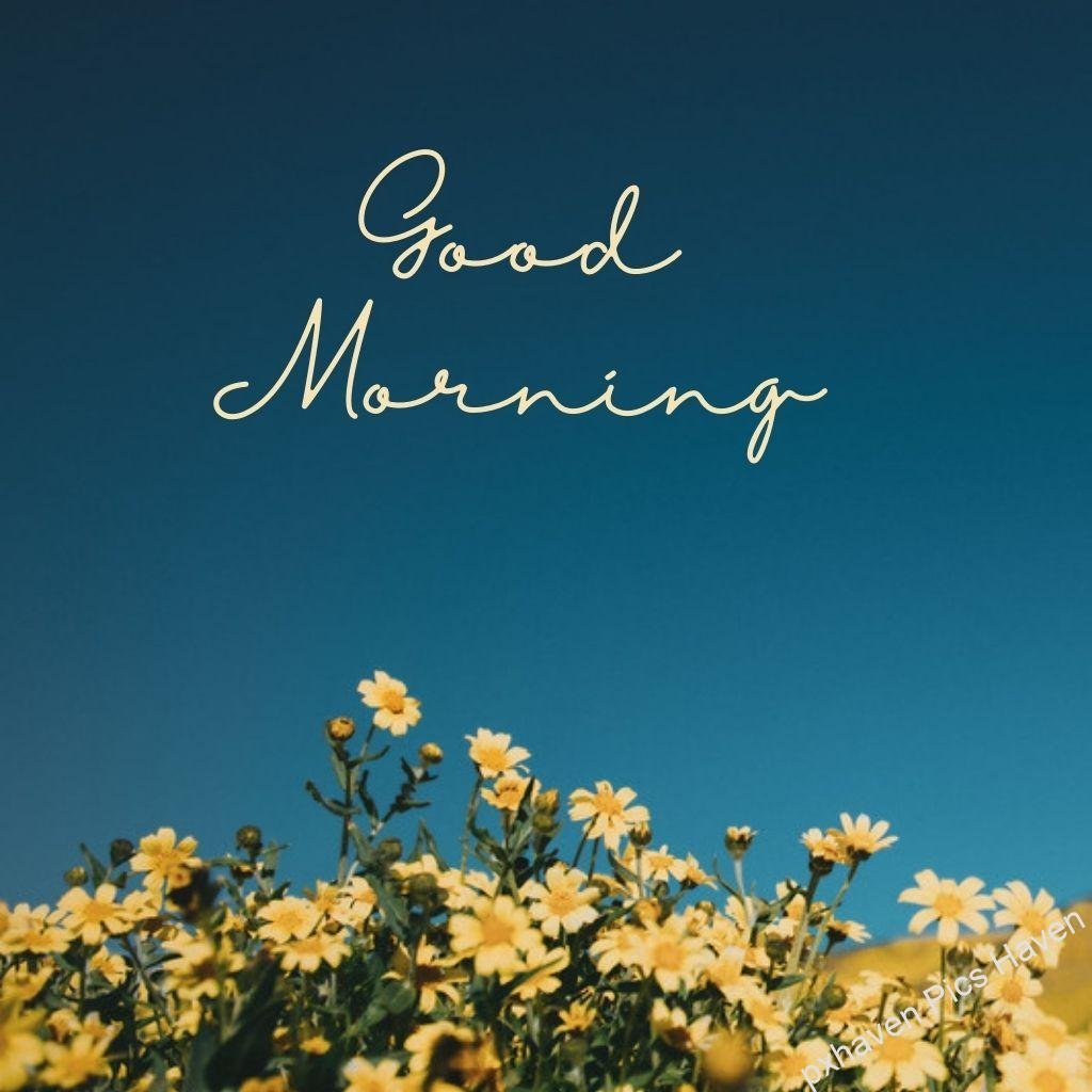 Beautiful Good Morning Images and quotes.HD image free download. A good morning wish with blue sky yellow flowers and green leaves beautiful nature
