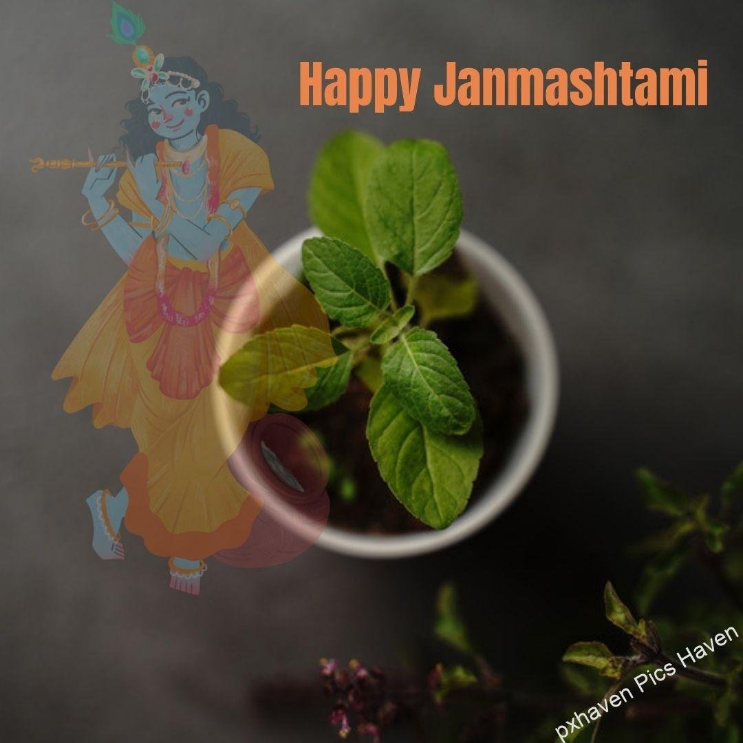 Blue colour Sri Krishna in yellow orange dress and flute and peacock feather with tulsi playing flute bansuri. Happy Janmashtami.