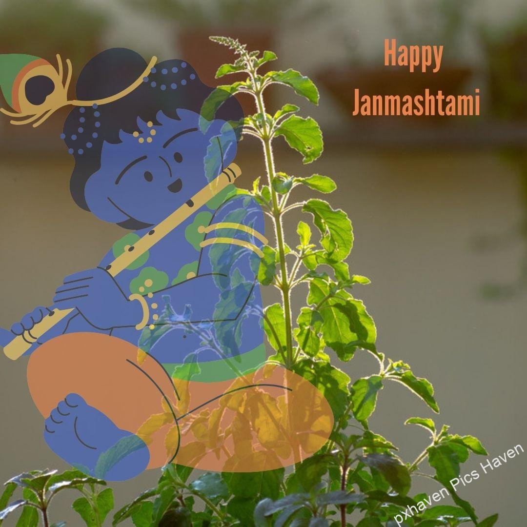 Blue colour Sri Krishna bal gopal Laddoo Gopal in orange dress and flute and peacock feather with tulsi playing flute bansuri. Happy Janmashtami.