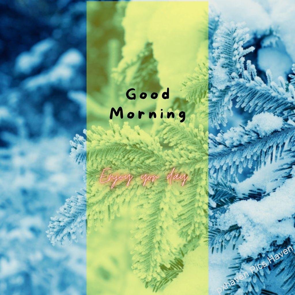 Beautiful Good Morning Images and quotes.HD image free download. Pine tree snow fall heavy Snow White and yellow