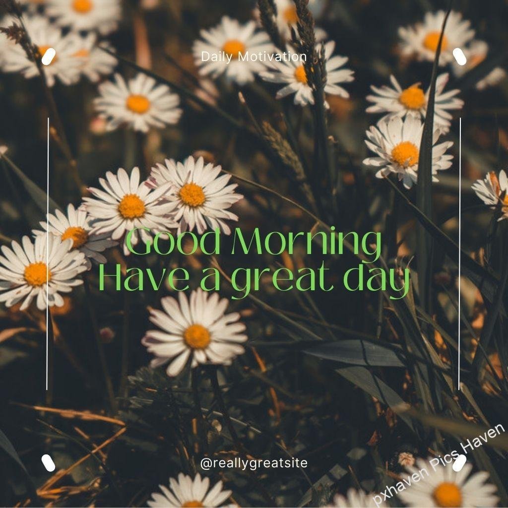Beautiful Good Morning Images and quotes.HD image free download. White daisy flowers and leaves. Good morning Have a great day. Free download.