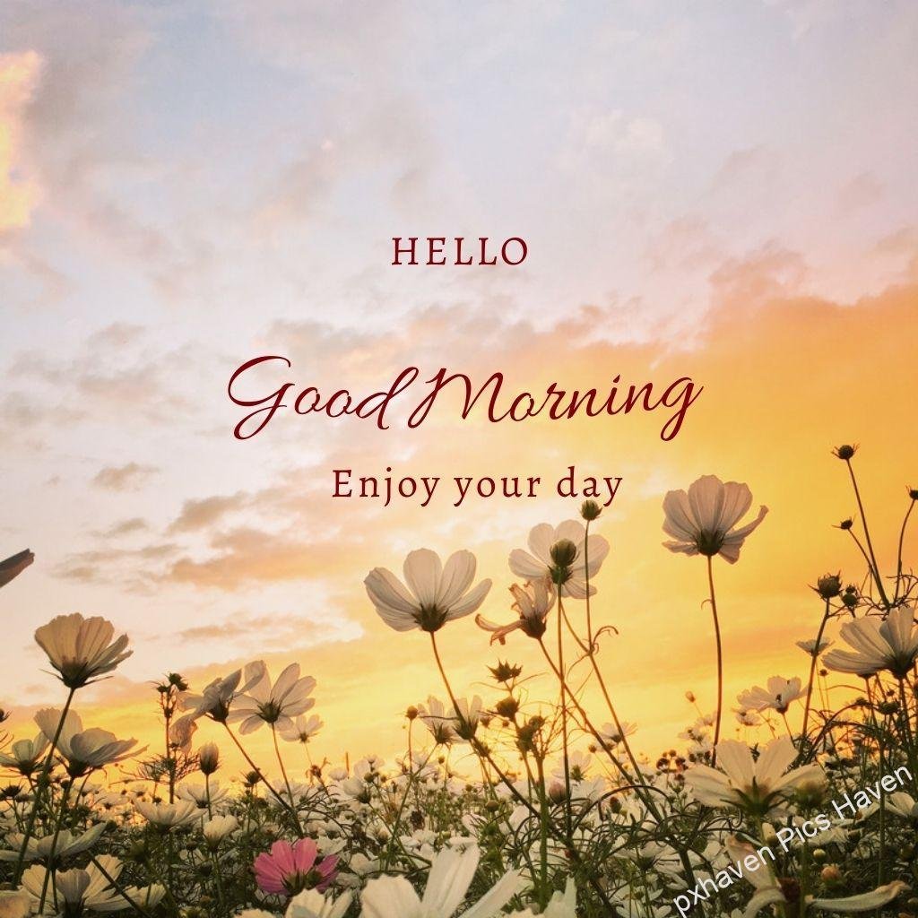 Beautiful Good Morning Images and quotes.HD image free download. Flowers yellow sky blooming petals