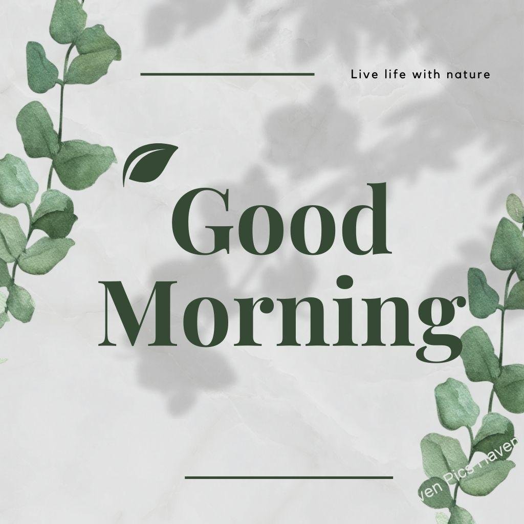 Beautiful Good Morning Images and quotes.HD image free download. Good morning quote live life with nature