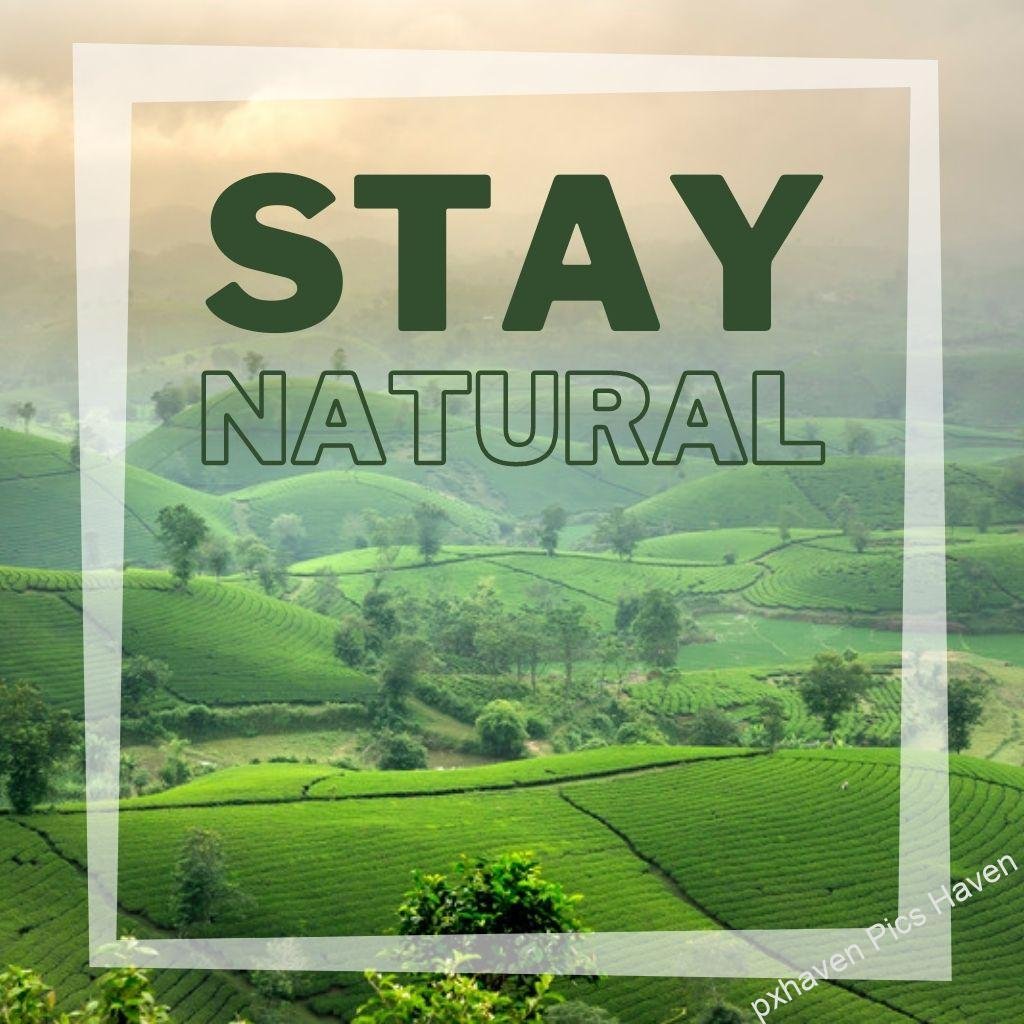 Beautiful Good Morning Images and quotes.HD image free download. Green fields for farming with green trees with greenery stay natural