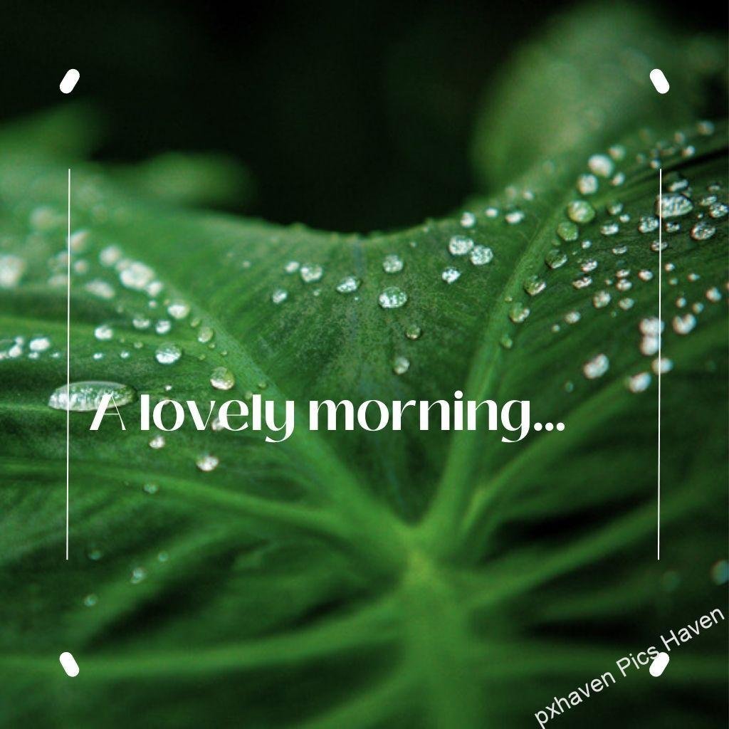Beautiful Good Morning Images and quotes.HD image free download. Good morning wishes a lovely morning on a green wax leaf with water droplets