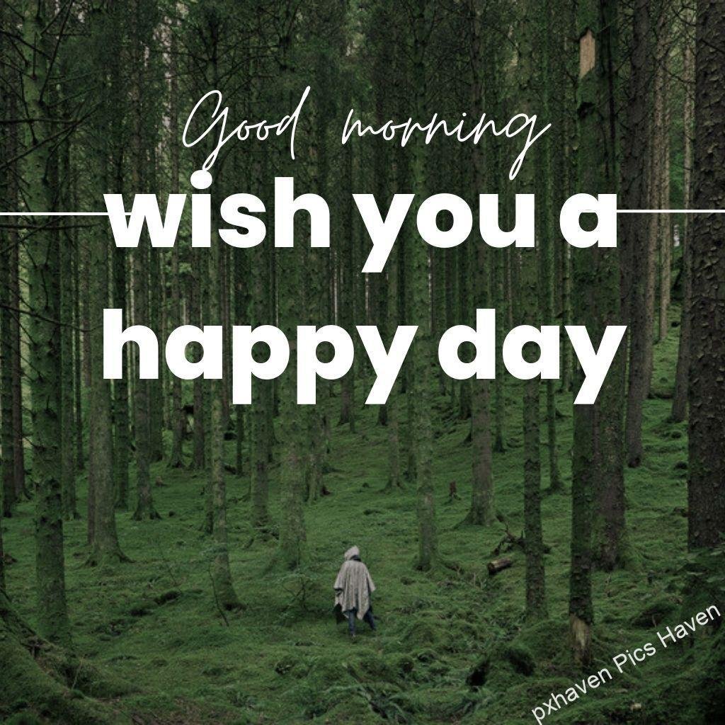 Beautiful Good Morning Images and quotes.HD image free download. pine forest greenery moss good morning wish you a happy day