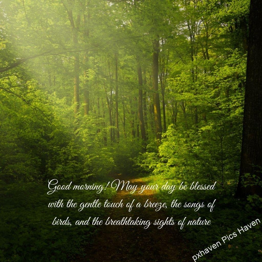 Beautiful Good Morning Images and quotes.HD image free download. Greenery trees and forest wishing good morning. may you day be blessed with the gently touch of breeze, the songs of birds and the breath taking sights of nature. Good morning quotes and wishes.