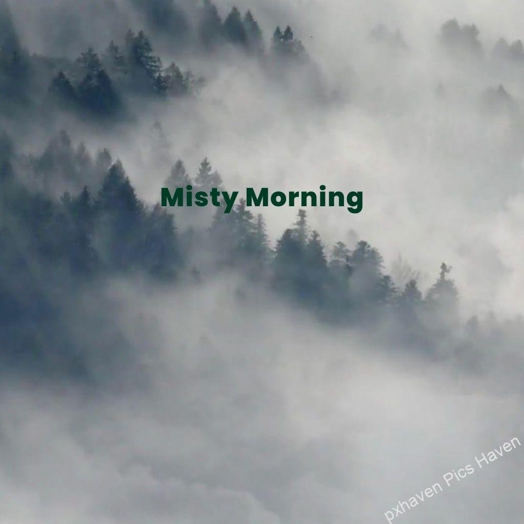Beautiful Good Morning Images and quotes.HD image free download. Pine trees covered by mist and fog. Have a misty morning.