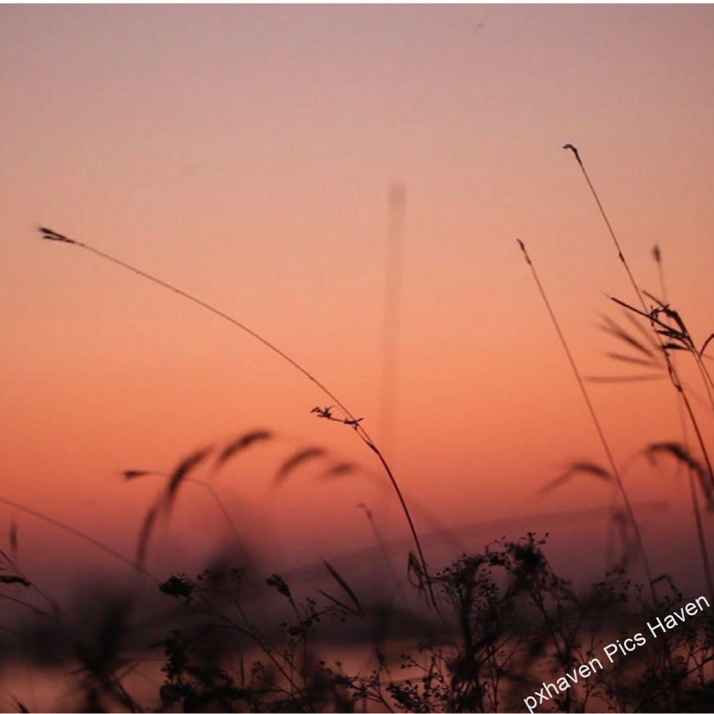 Beautiful Good Morning Images and quotes.HD image free download. Early morning dawn sunrise with Kashphool sending good morning wishes. Free download.