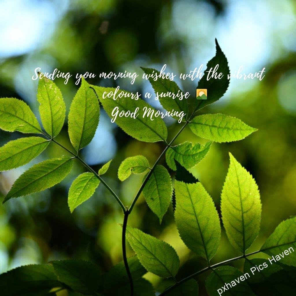 Beautiful Good Morning Images and quotes.HD image free download. Rose leaves greenery morning wishes and quotes. Sending you morning wishes with the vibrant colours of sunrise. Good morning. Free download.