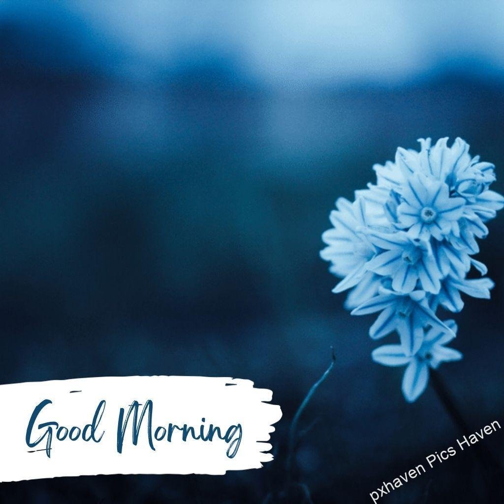 Beautiful Good Morning Images and quotes.HD image free download. White and blue colour flowers wishing good morning. Free download.