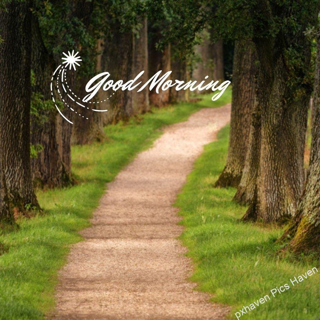 Beautiful Good Morning Images and quotes.HD image free download. trees along pathway sand road path good morning wish green