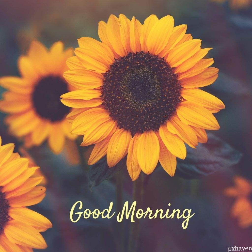 Orange sunflowers wishing good morning love nature