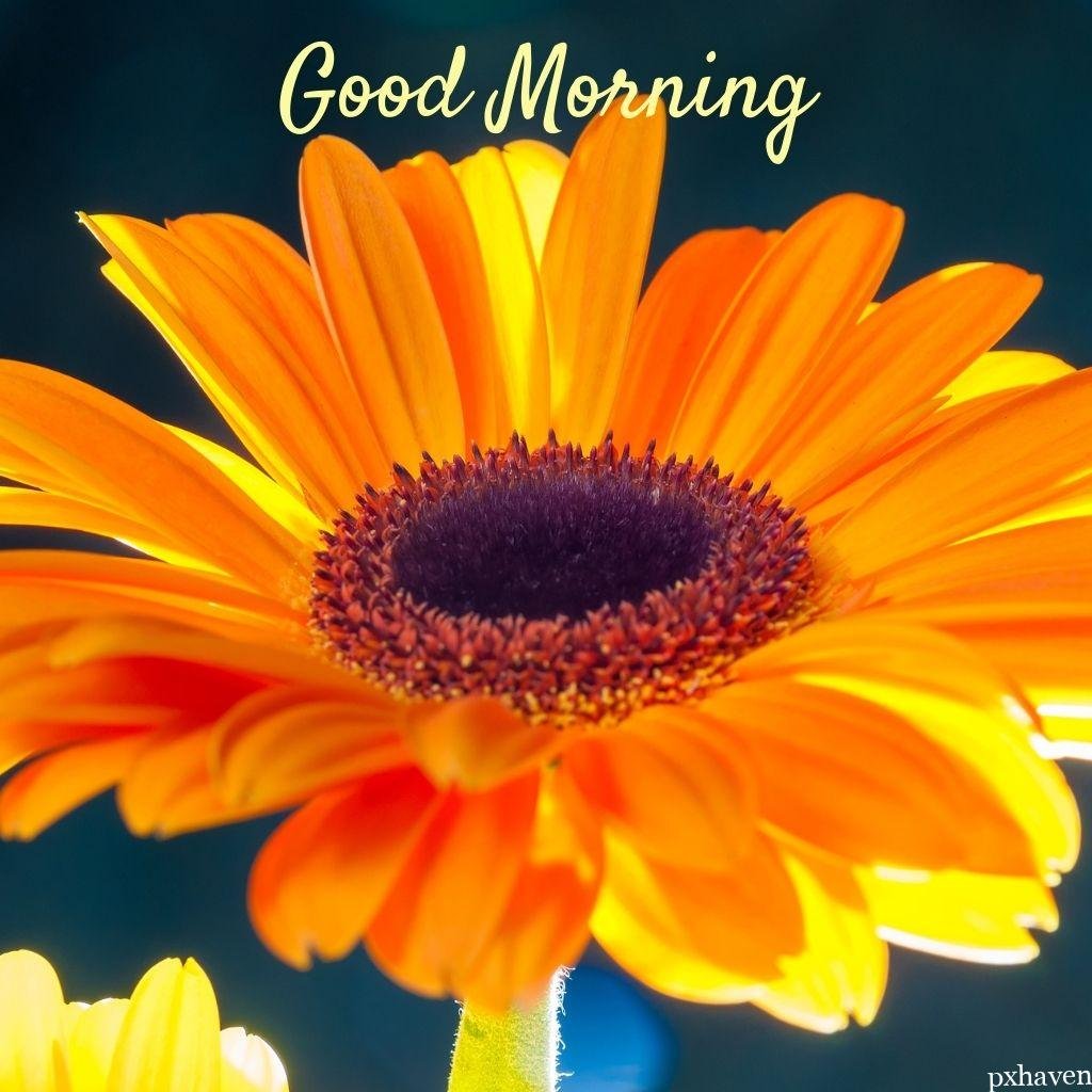 Orange sunflowers wishing good morning love nature