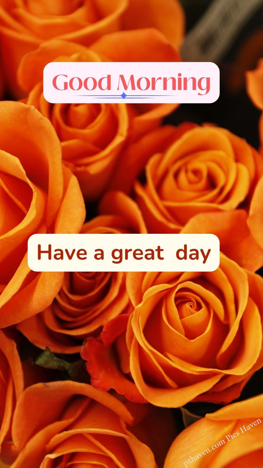 orange rose wishes. Good morning wishes. good morning have a great day. Free download. HD image.