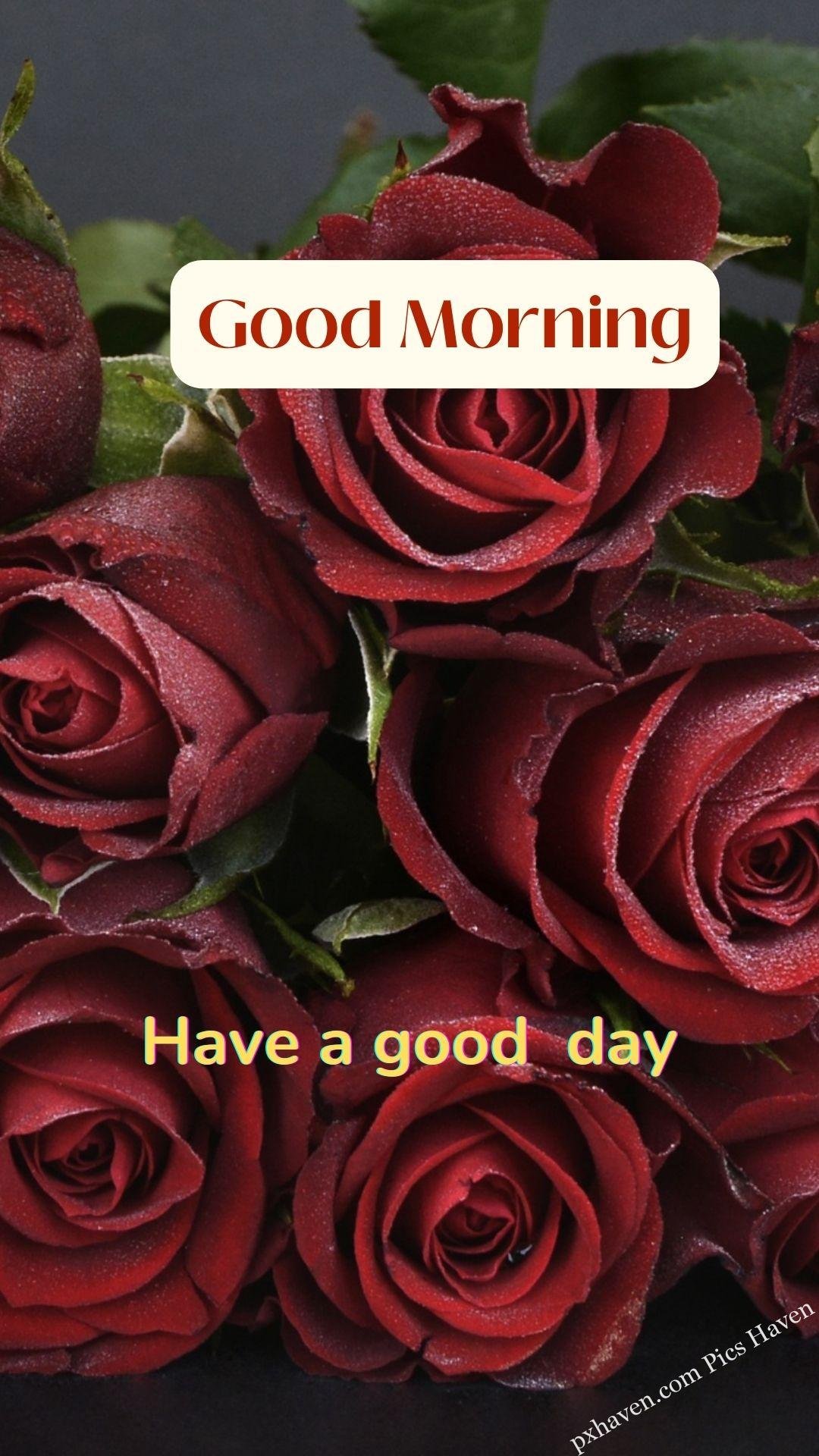 red rose wishes. Good morning wishes. good morning have a good day. Free download. HD image.