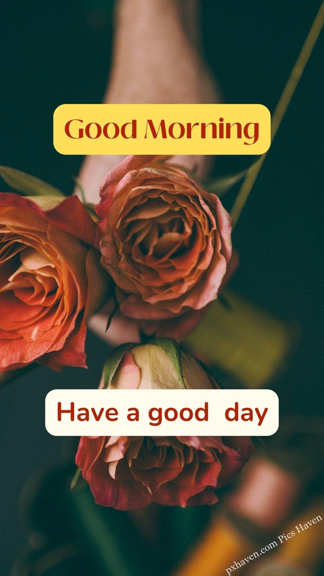 red rose wishes. Good morning wishes. good morning have a wonderful day. Free download. HD image.