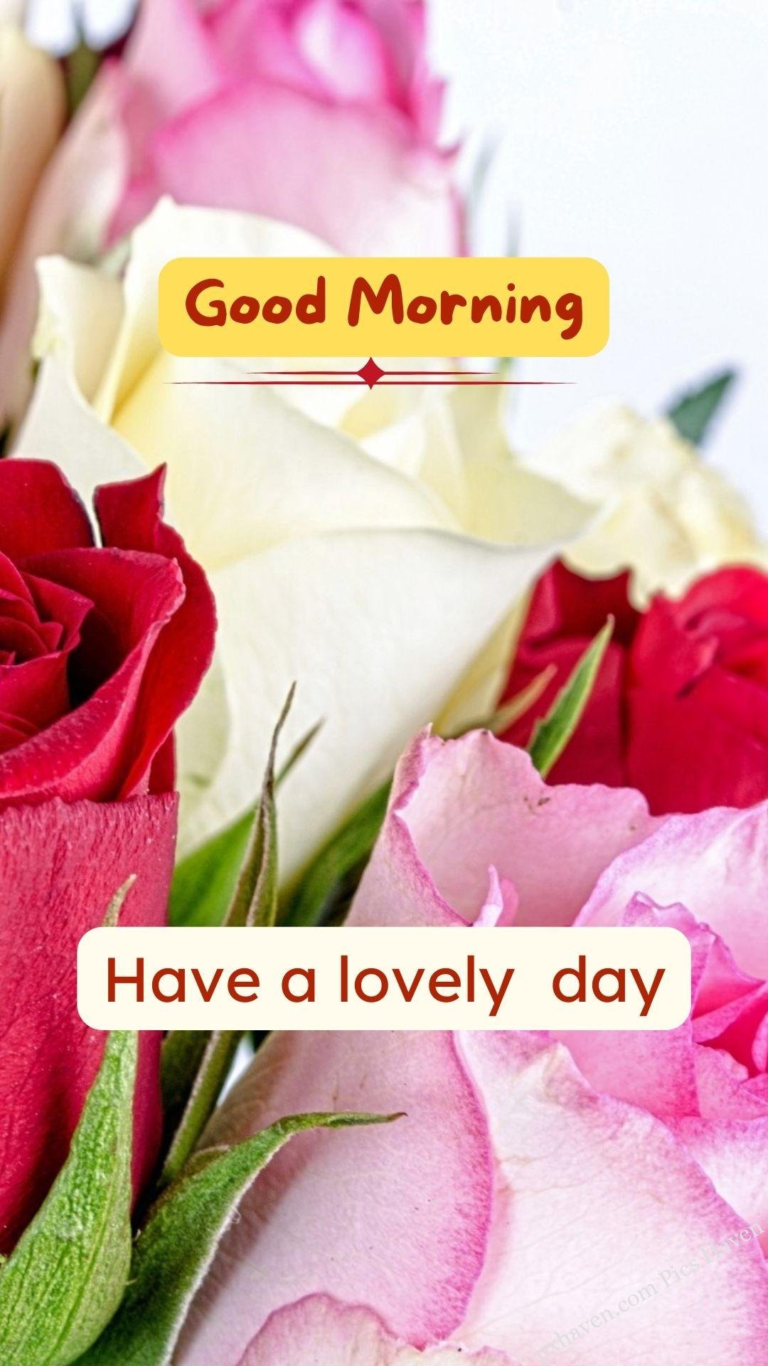 Good morning wishes. good morning have a lovely day. Free download. HD image.