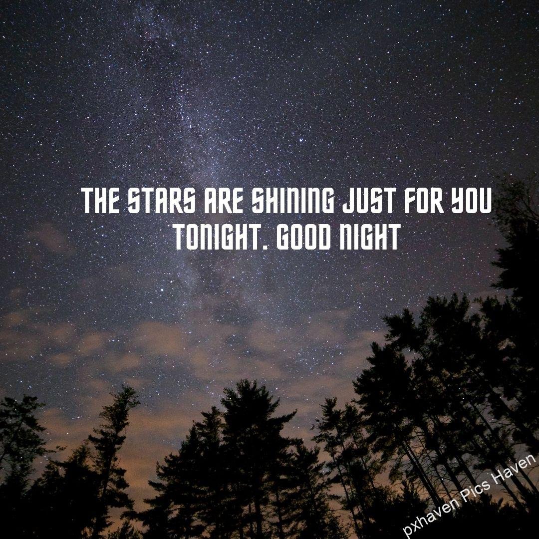 Stars studded dark night with pine trees. The stars are shining just for you tonight. Good night Free download. HD images