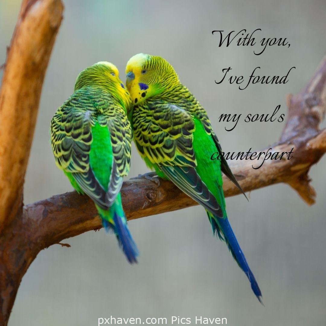 With you, I ve found my soul's counterpart. Two green birds sitting with each other and chatting. relationship and love. romantic couple images and quotes. Love Quotes and Images for Couples. HD images. Free download.