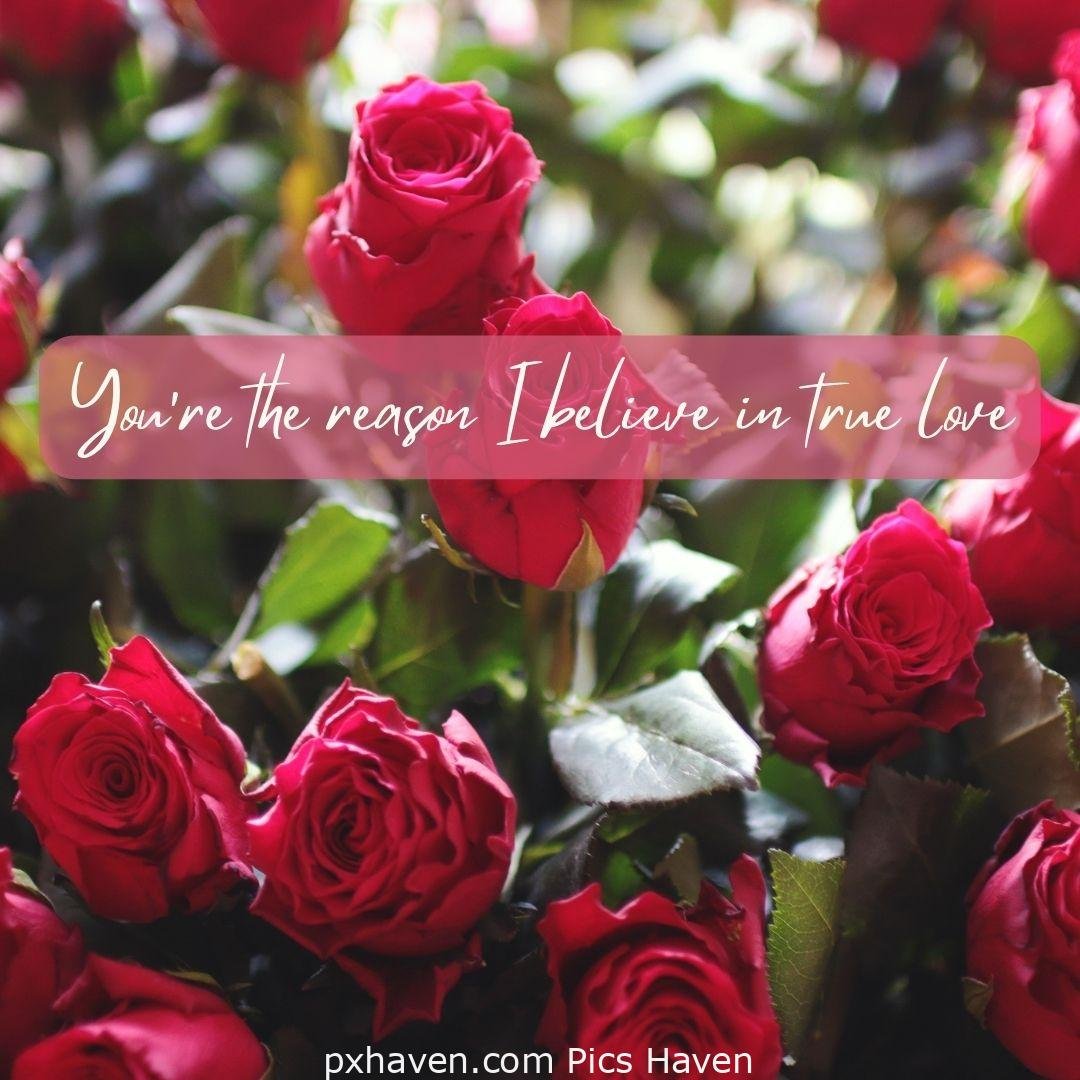 You're the reason I believe in true love. red pink roses and flowers. relationship and love. romantic couple images and quotes. Love Quotes and Images for Couples. HD images. Free download.