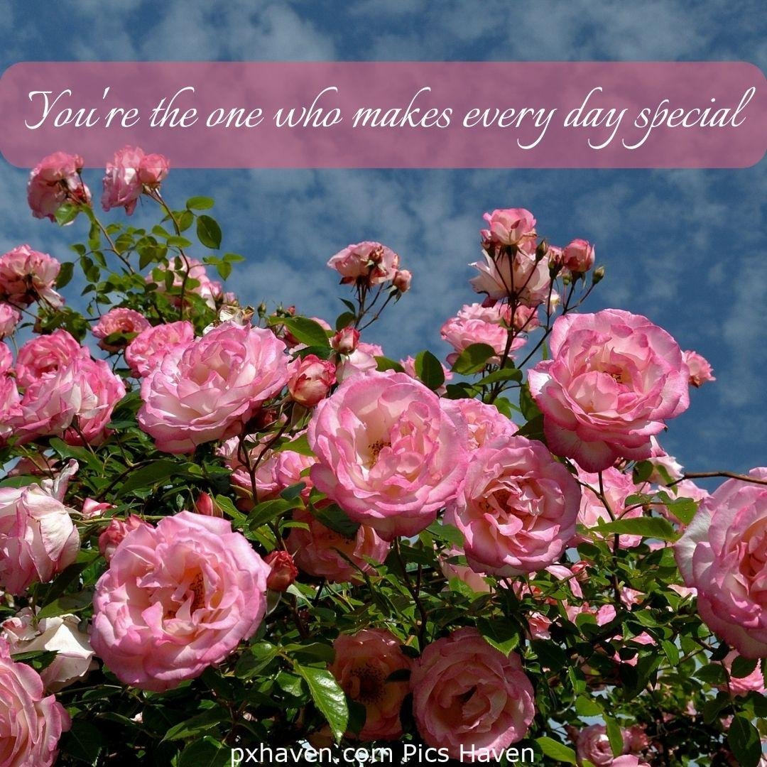 You're the one who makes every day special. pink roses and flowers. relationship and love. romantic couple images and quotes. Love Quotes and Images for Couples. HD images. Free download.
