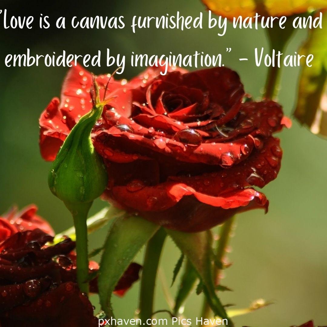 Love is beautiful. relationship and love. romantic couple images and quotes. Love is a canvas furnished by nature and embroidered by imagination. Red rose. HD images. Free download.