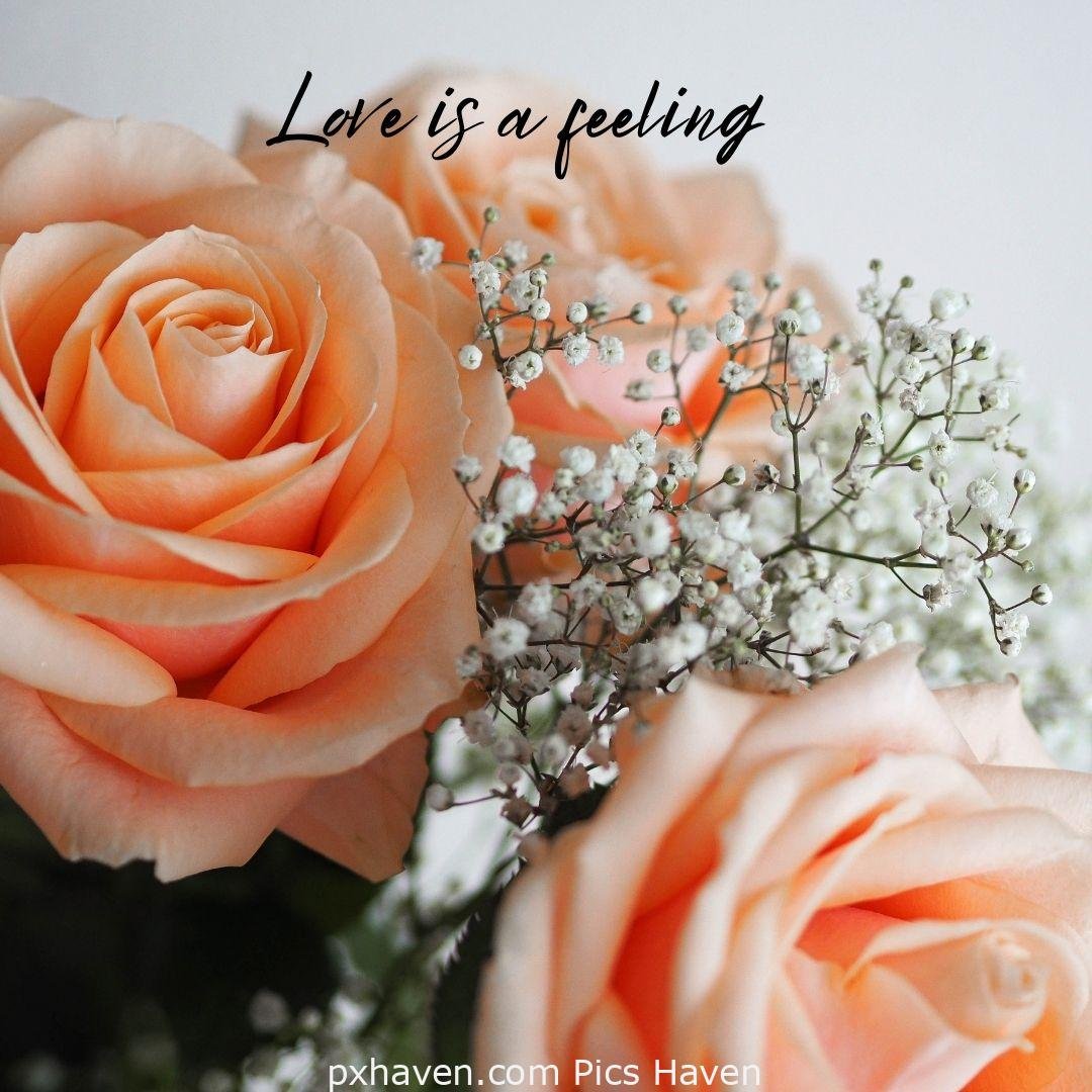 Love is a feeling. Roses orange represent love and affection. relationship and love. romantic couple images and quotes. Love Quotes and Images for Couples. HD images. Free download.
