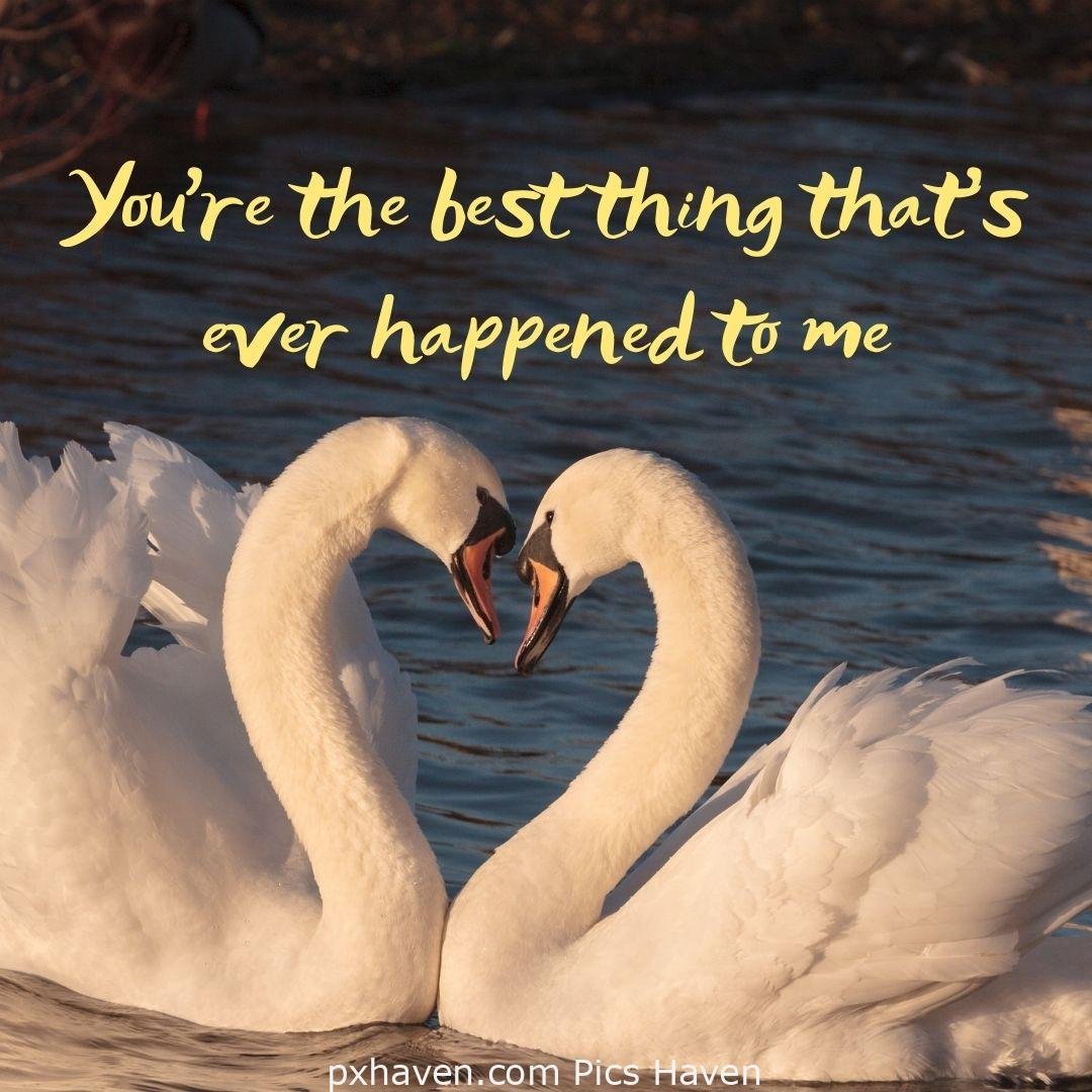 You're the best thing that's ever happened to me. Two swans making a heart sign. relationship and love. romantic couple images and quotes. Love Quotes and Images for Couples. HD images. Free download.
