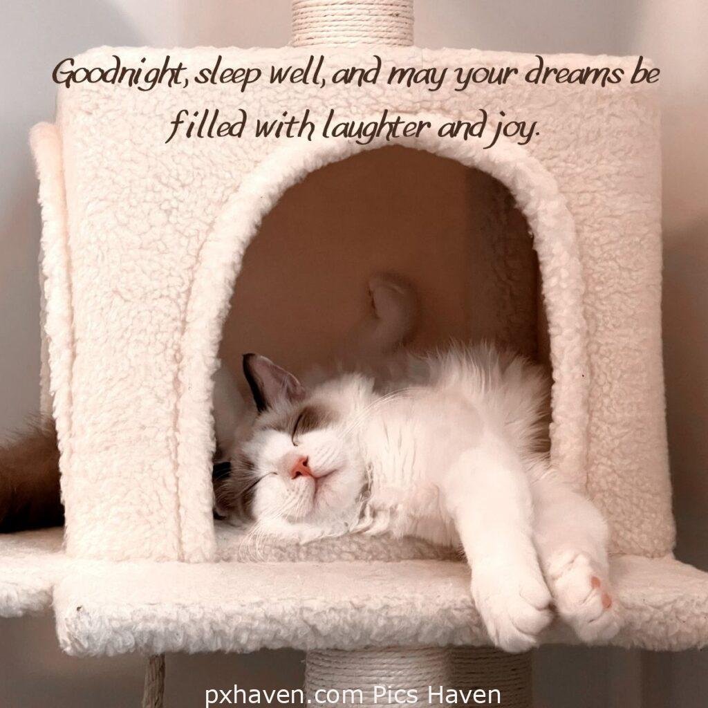 Cat sleeping in its house. Goodnight, sleep well, and may your dreams be filled with laughter and joy. HD images. Free download. Good Night WhatsApp images.