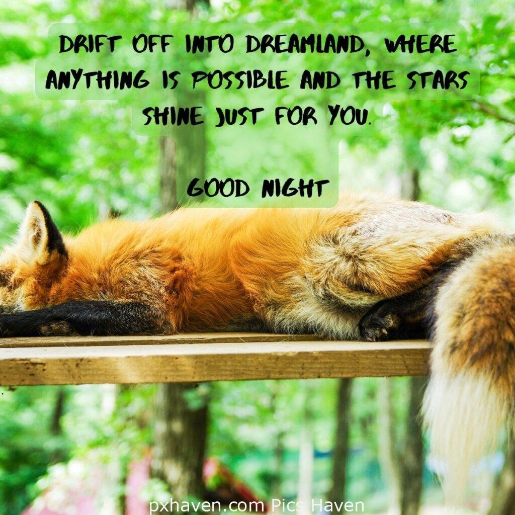 Fox sleeping on a wooden plank. As the day turns into night, may your worries fade away and your dreams take flight. HD images. Free download. Good Night WhatsApp images.