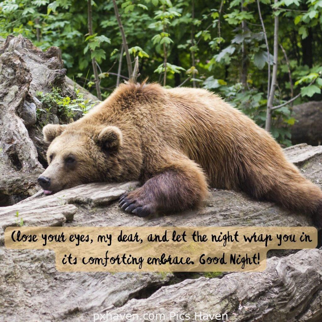 Bear sleeping on a rock. Close your eyes, my dear, and let the night wrap you in its comforting embrace. Good Night! HD images. Free download. Good Night WhatsApp images.