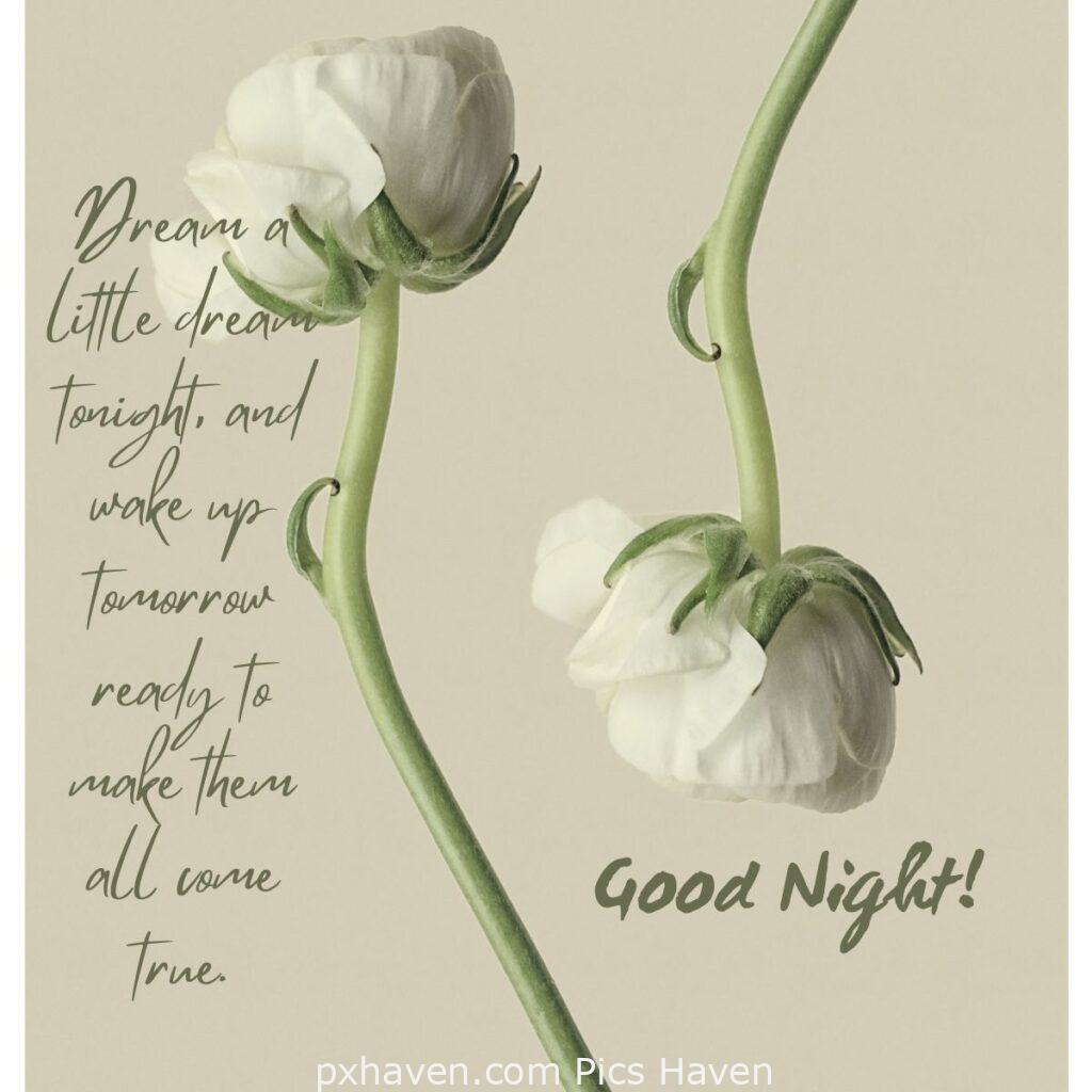 White rose wishing good night. Dream a little dream tonight, and wake up tomorrow ready to make them all come true.HD images. Free download. Good Night with quotes. WhatsApp images.